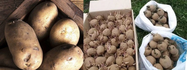 Что мы знаем о выращивании на огороде раннего картофеля Жуковский